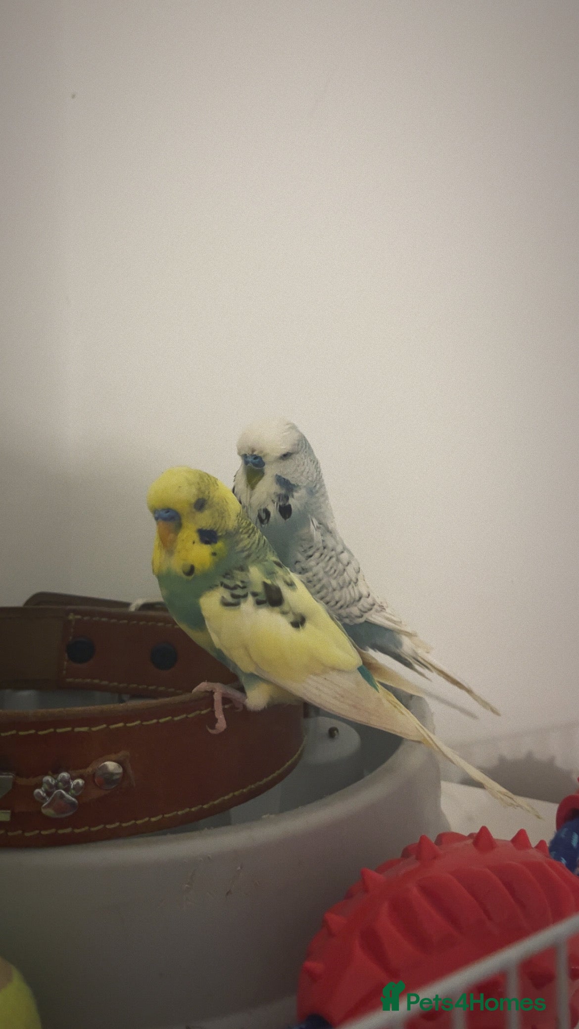 Budgerigars birds budgies  - Advert 2