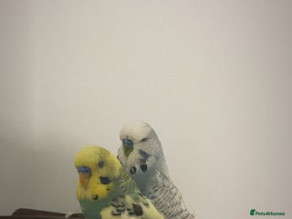 Budgerigars birds budgies - Advert 1
