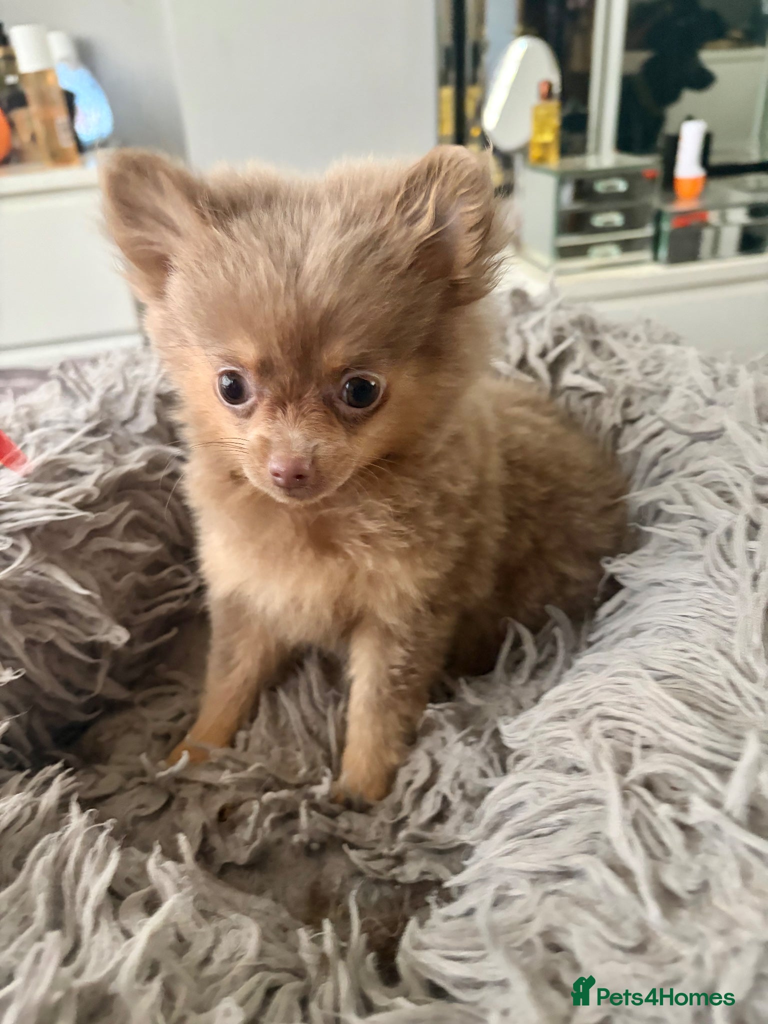 Pomeranian dogs for sale: Amazing lilac and tan micro  girl  - Advert 7