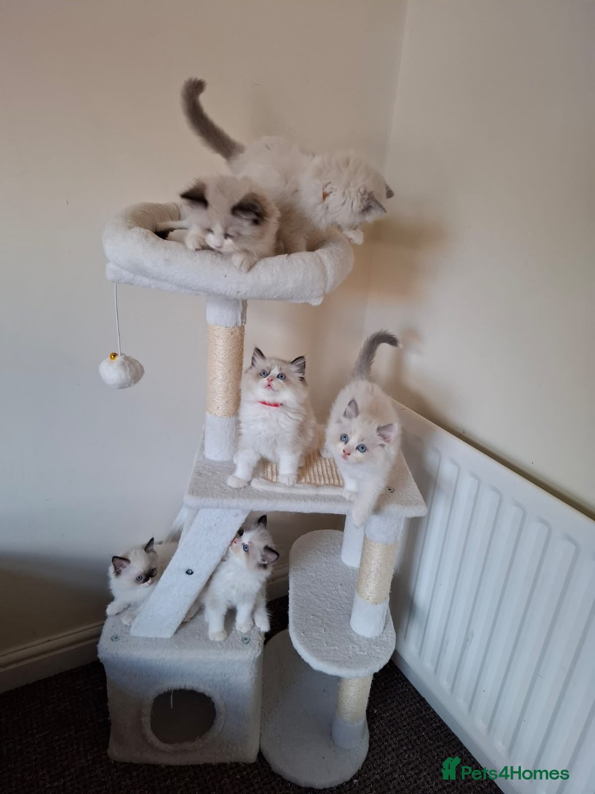 Ragdoll cats Purebred Ragdoll Kittens - TICA - YORKSHIRE - Advert 2