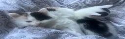 Mixed Breed cats for sale: Rio and Tokyo looking for their forever homes - Advert 5