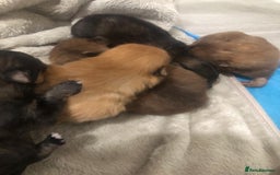 Pomeranian dogs for sale: Pomeranian Puppies  - Image 6