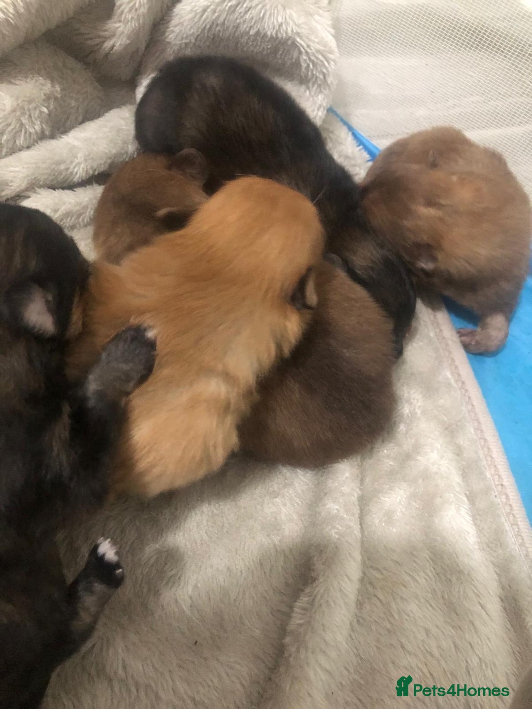 Pomeranian dogs for sale: Pomeranian Puppies  - Image 6