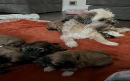Lhasa Apso dogs for sale: Dogs  - Image 3