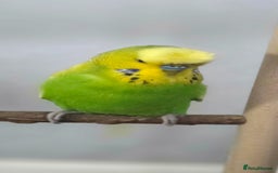 Budgerigars birds for sale: Budgies x3 with large cage - Image 3