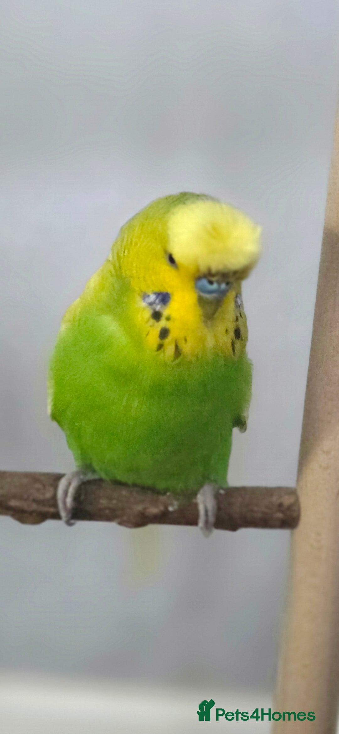 Budgerigars birds for sale: Budgies x3 with large cage - Image 3