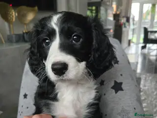 Cockapoo dogs Rebecca sheldrick - Advert 6