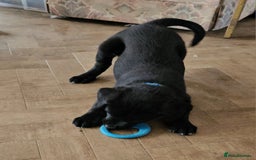 Borador dogs for sale: Black Collie X Labrador Ready to leave 26th Oct - Image 9