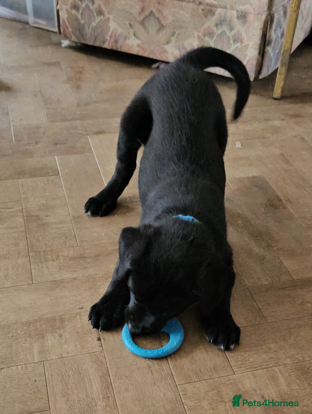 Borador dogs for sale: Black Collie X Labrador Ready to leave 26th Oct - Image 9