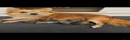 Chiweenie dogs for sale: Chiweenie  - Advert 1