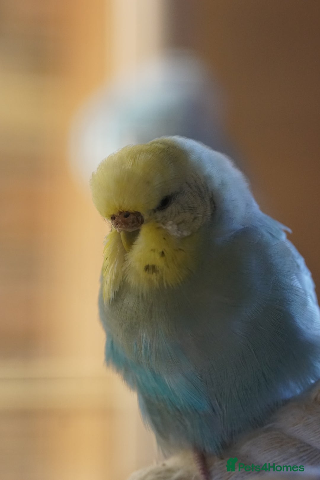 Budgerigars birds for sale: Budgies  - Advert 12