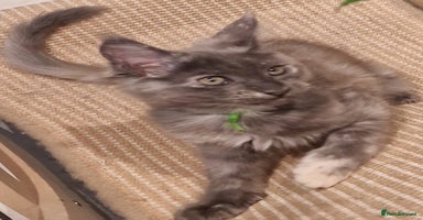 Maine Coon cats - Advert 2