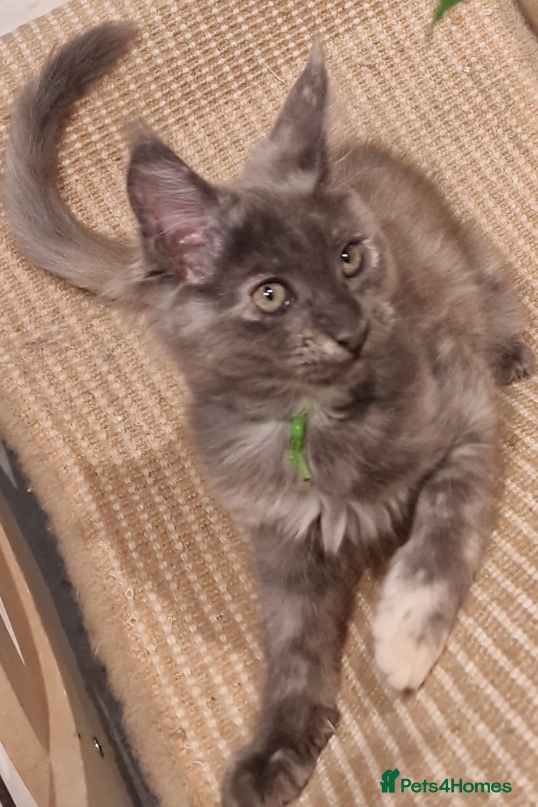 Maine Coon cats for sale: Beautiful Fluffy Maine Coon Kittens - Image 2