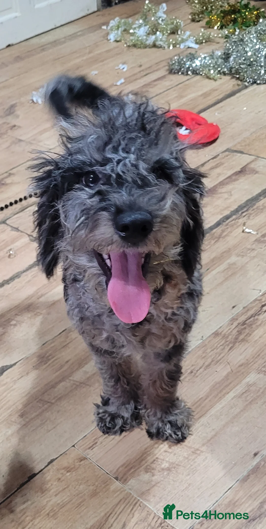 Labradoodle dogs for sale: Labradoodle puppies - Advert 20