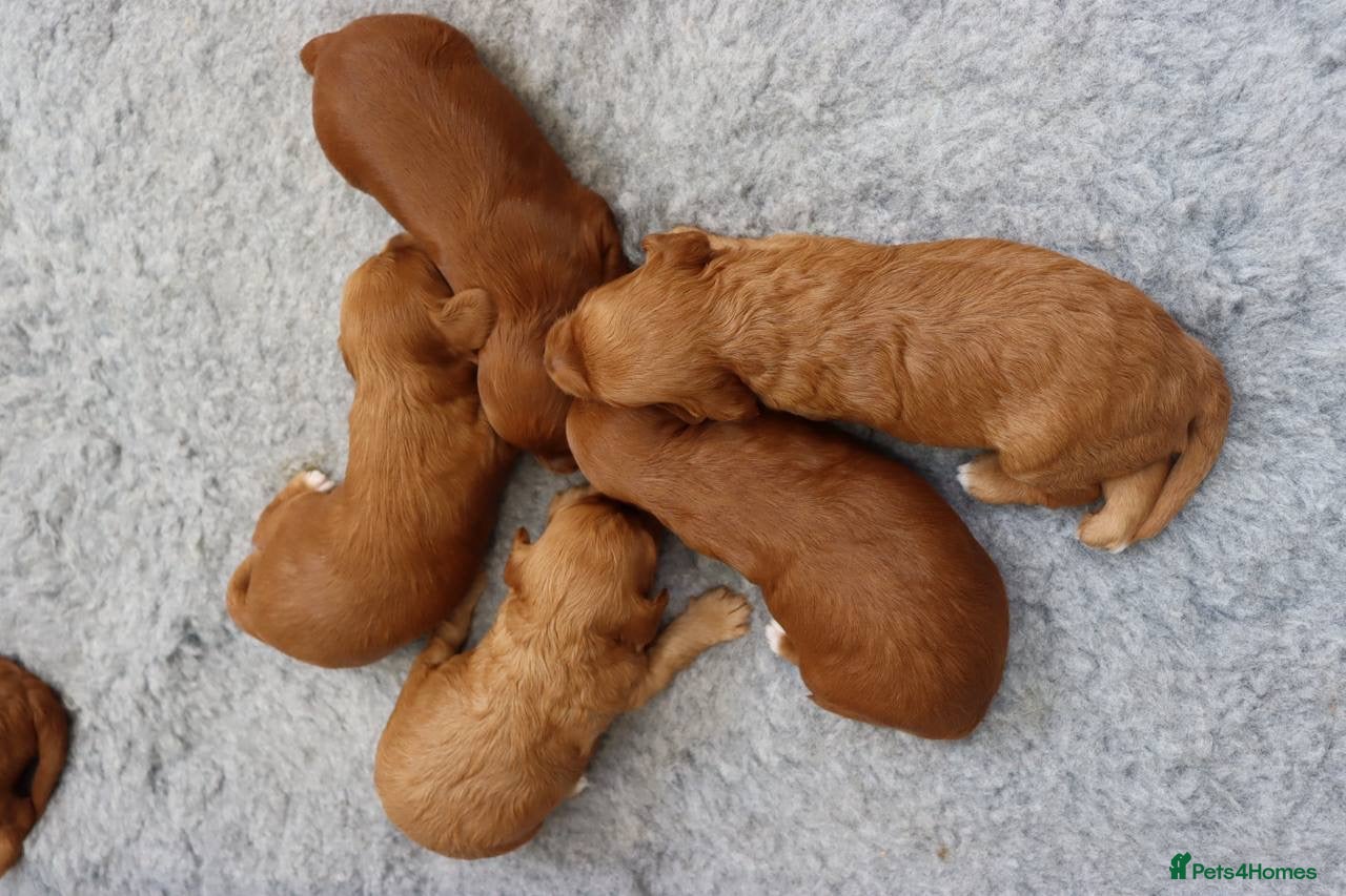 Cockapoo dogs for sale: Stunning F1 puppies Champions Bloodlines  - Advert 11