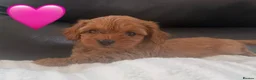 Maltipoo dogs for sale: ❤️ The absolute best of both worlds ❤️  - Advert 22