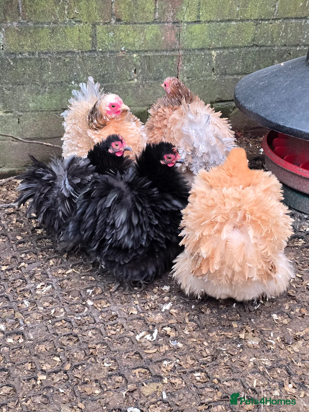 Chickens poultry for sale: Pekin Bantam Pullets  - Advert 3