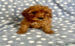 Cockapoo dogs for sale: Beautiful deep red cockapoo puppies  - Image 7