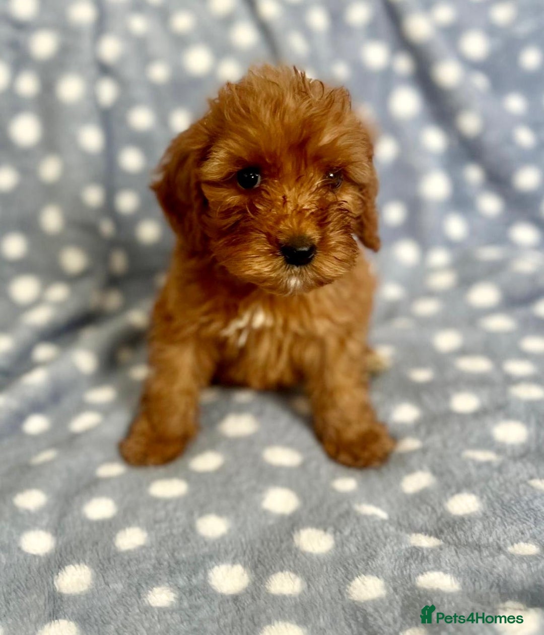 Cockapoo dogs for sale: Beautiful deep red cockapoo puppies  - Image 7