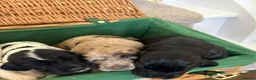 Cocker Spaniel dogs for sale: Cocker spaniel puppies  - Advert 11
