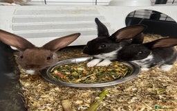 Rex rabbits for sale: Baby rex rabbits  - Image 9