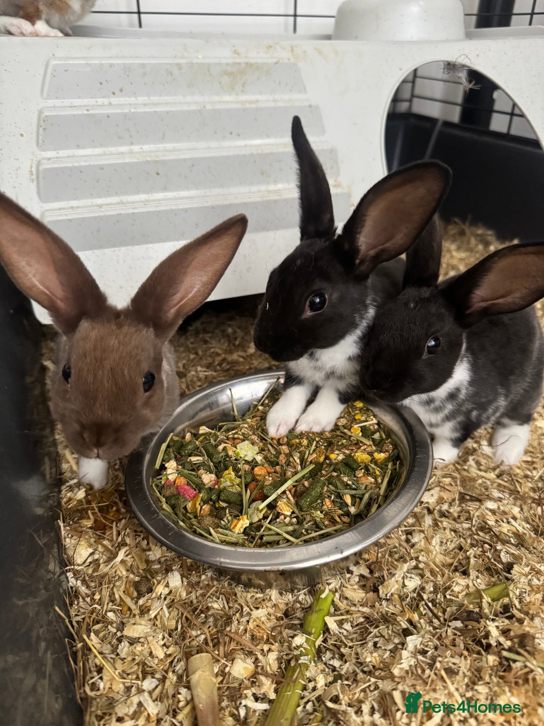 Rex rabbits for sale: Baby rex rabbits  - Image 9