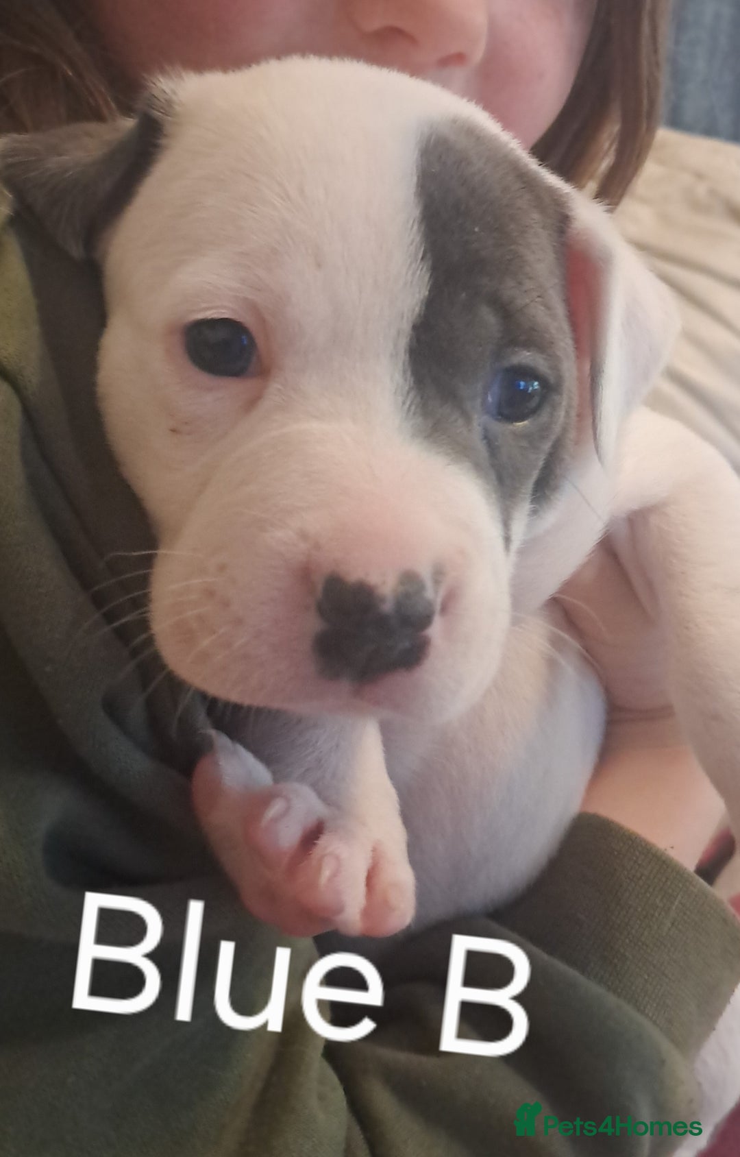 Mixed Breed dogs for sale: Staffy x malonios - Advert 16