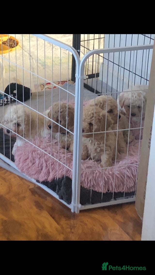 Poochon dogs Poochon puppies for sale  - Advert 14