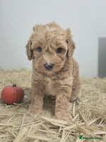 Cavapoo dogs - Advert 8