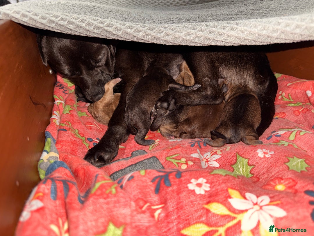 Mixed Breed dogs for sale: 6 jackmix puppies ready end of December  - Advert 2