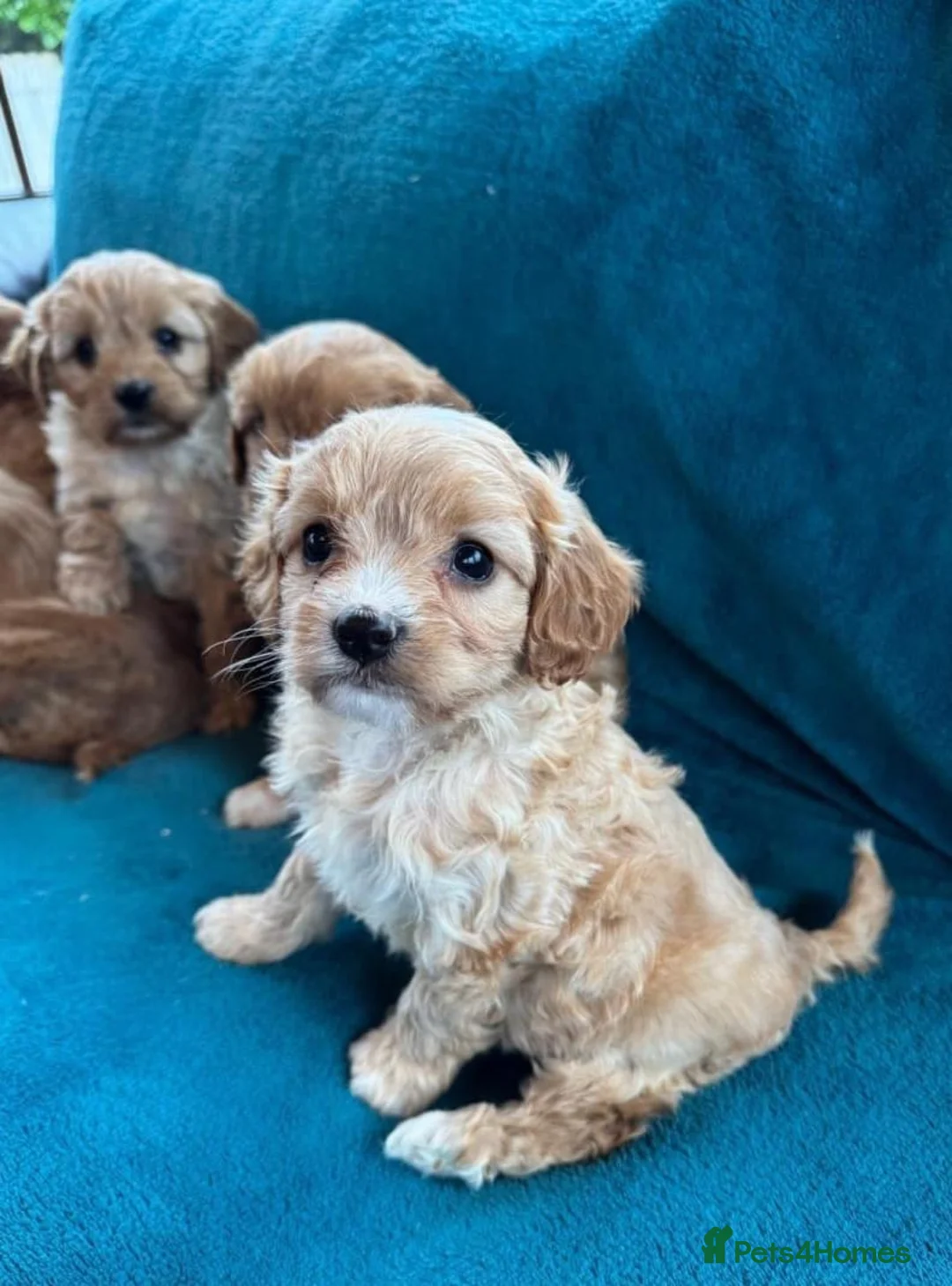 Cavapoo dogs for sale: Cavapoo puppies - Advert 2