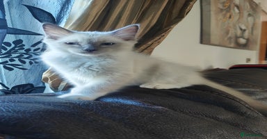Ragdoll cats - Advert 10