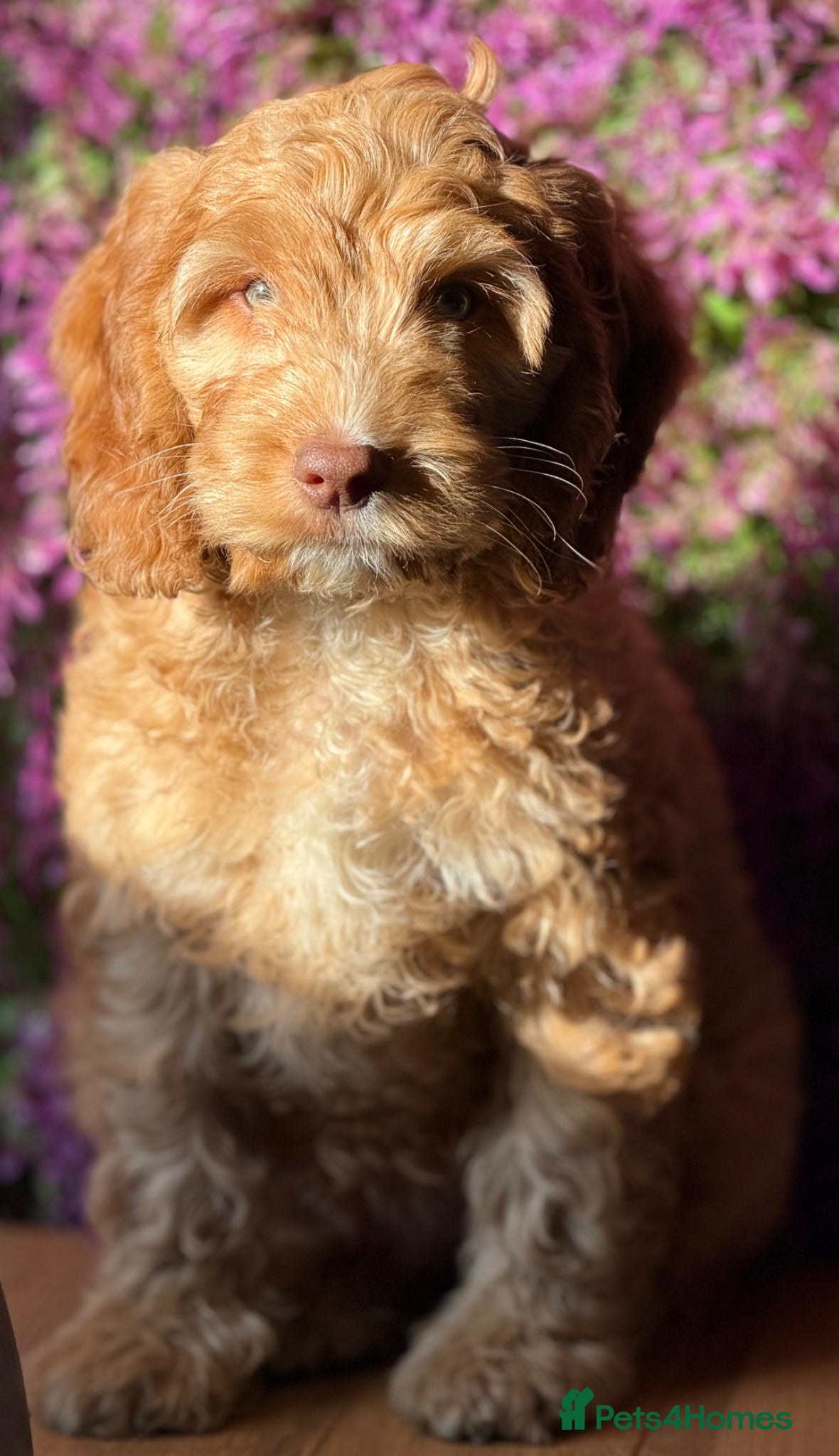 Cockapoo dogs F1 mini cockapoo boy 30 dna health tested clear  - Advert 1