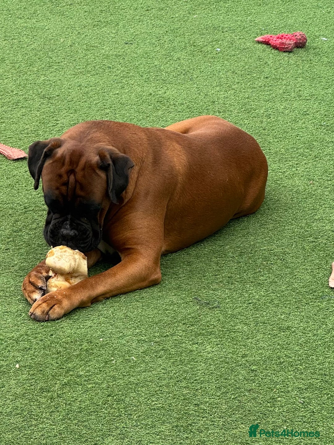 Boxer dogs for stud: Health tested Bobtail for stud - Image 3