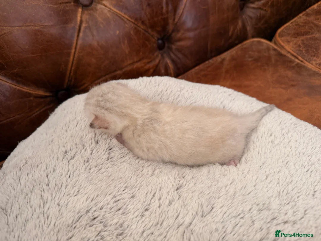 Birman cats for sale: Beautiful snow bengals  - Advert 22