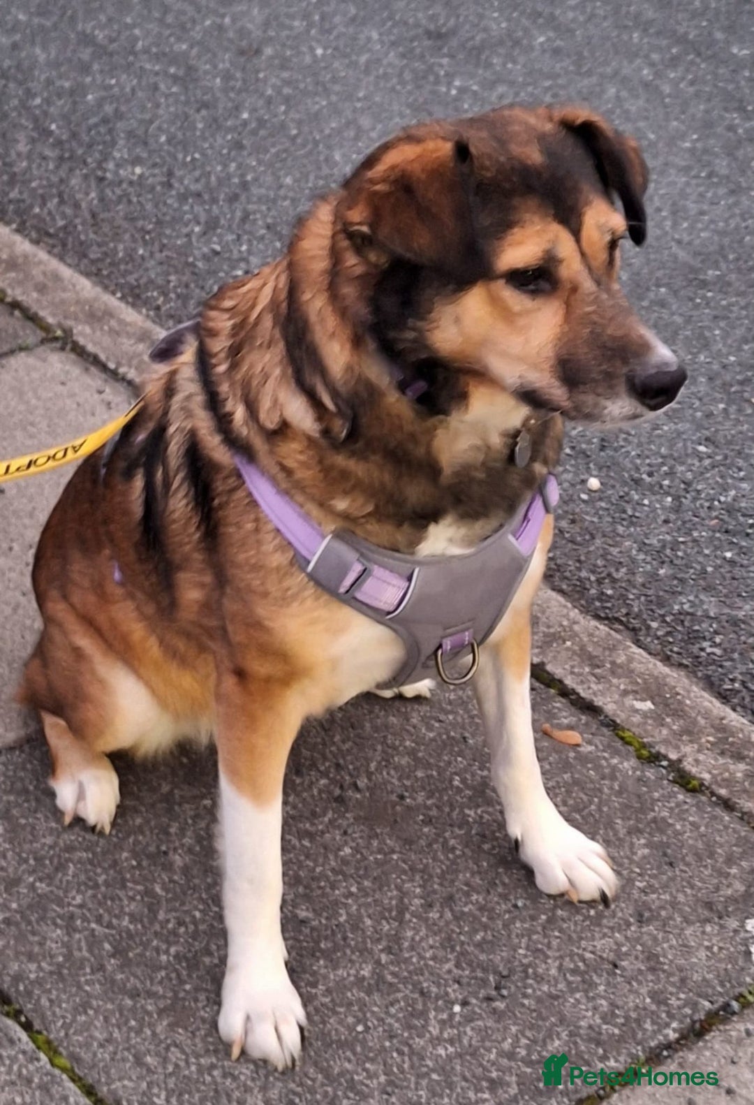 Mixed Breed dogs for adoption: Lovely Zoe - Advert 3