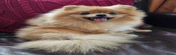 Pomeranian dogs for sale: RKC Registered Girl – 11 Months Old, Tiny 2.1kg - Advert 1