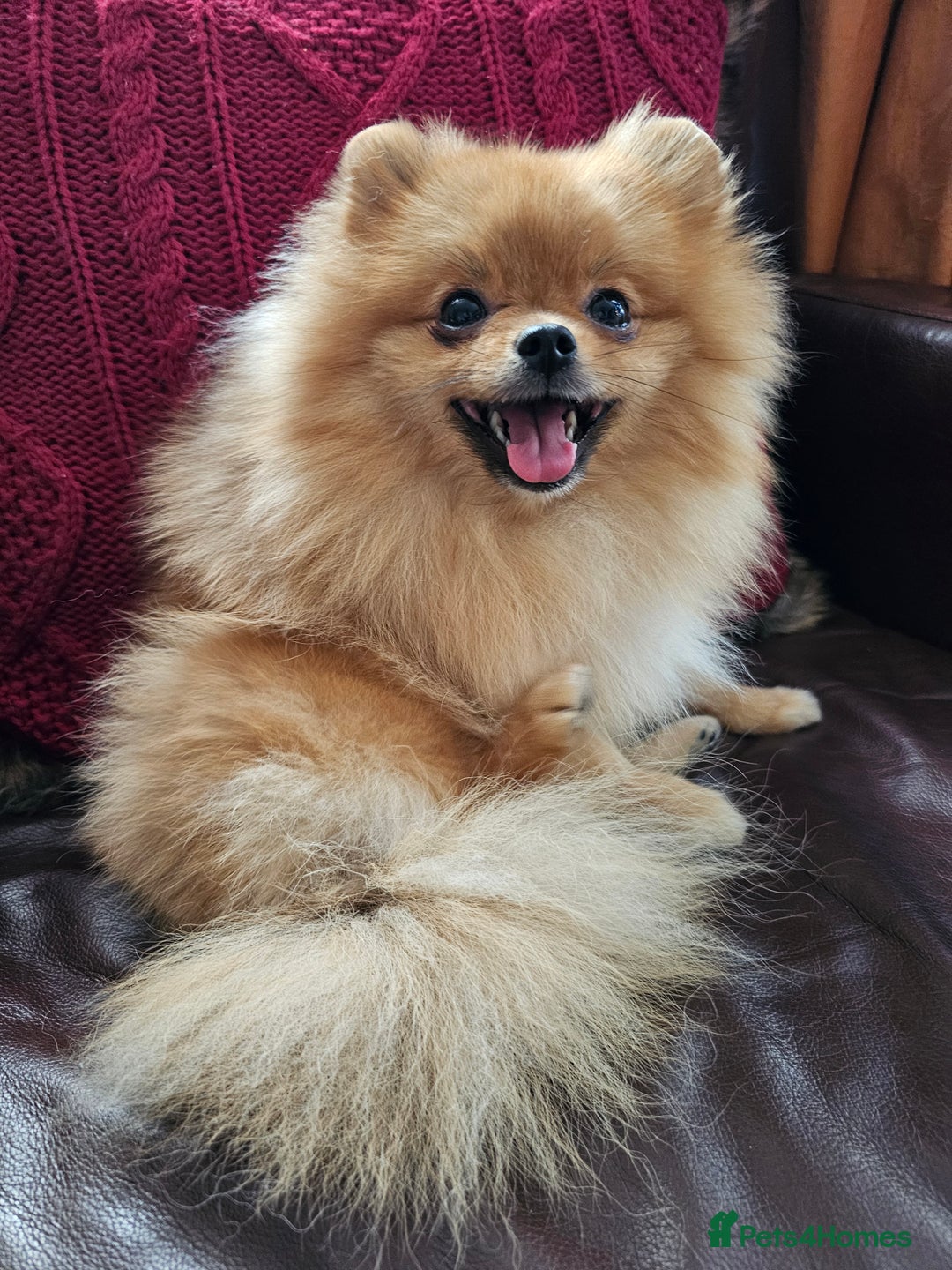 Pomeranian dogs for sale: RKC Registered Girl – 11 Months Old, Tiny 2.1kg - Advert 1