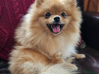 Pomeranian dogs RKC Registered Girl – 11 Months Old, Tiny 2.1kg - Advert 9
