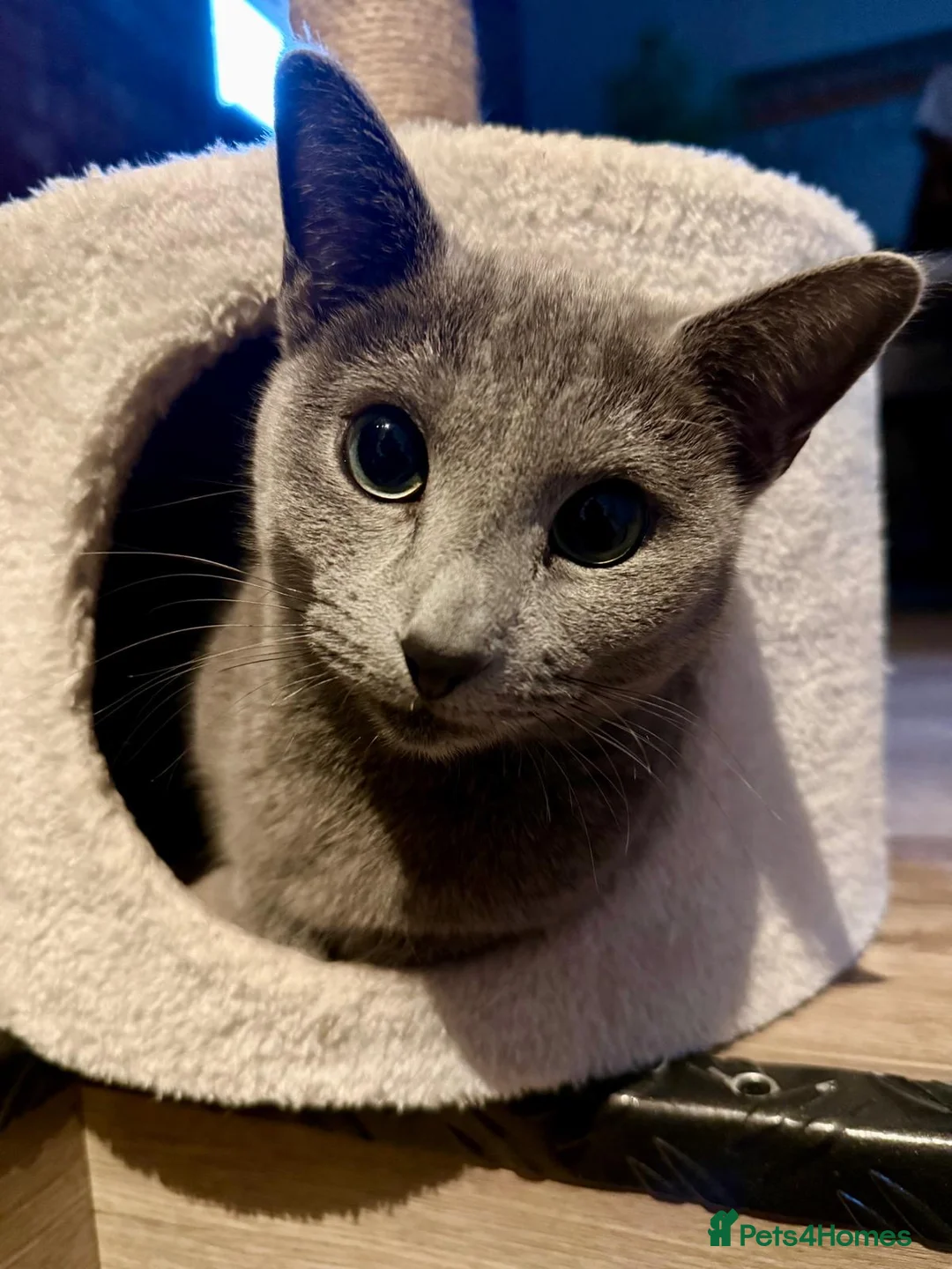 Russian Blue cats for sale: Russian Blue kittens (10 month sisters) - Advert 3