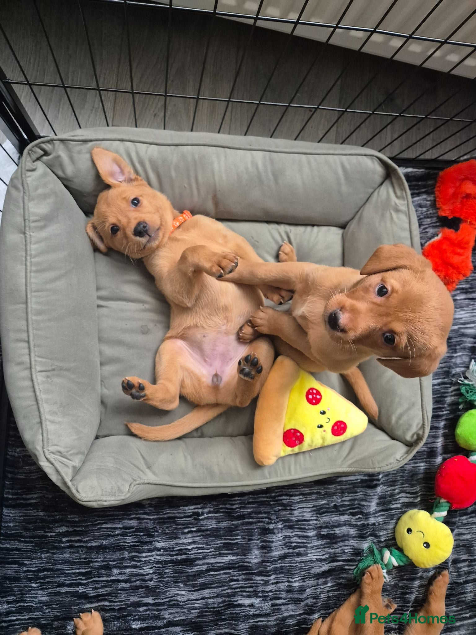 Labrador Retriever dogs *ONLY 4 REMAINING* - Fox Red Labrador Puppies - Advert 8