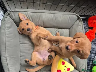 Labrador Retriever dogs *ONLY 4 REMAINING* - Fox Red Labrador Puppies - Advert 8