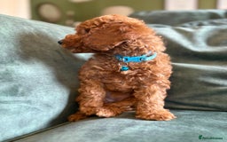 Cockapoo dogs for sale: Beautiful family of cockerpoos - Image 9