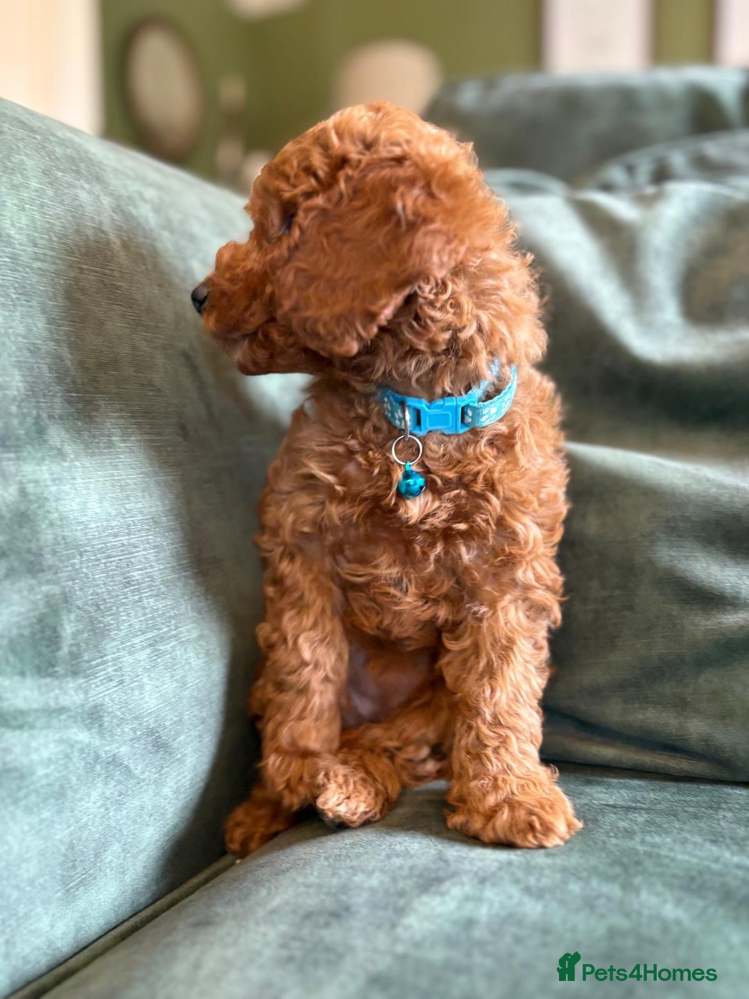 Cockapoo dogs for sale: Beautiful family of cockerpoos - Image 9