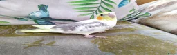 Cockatiels birds for sale: DNA sexed hand tamed cockatiels and Bourkes - Advert 10