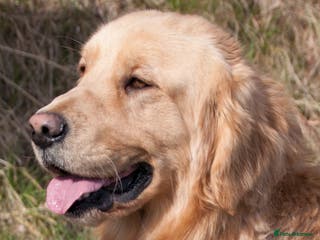 Golden Retriever dogs STUNNING KC GOLDEN RETRIEVER - Advert 7