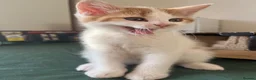 Mixed Breed cats for sale: Ginger - Advert 5