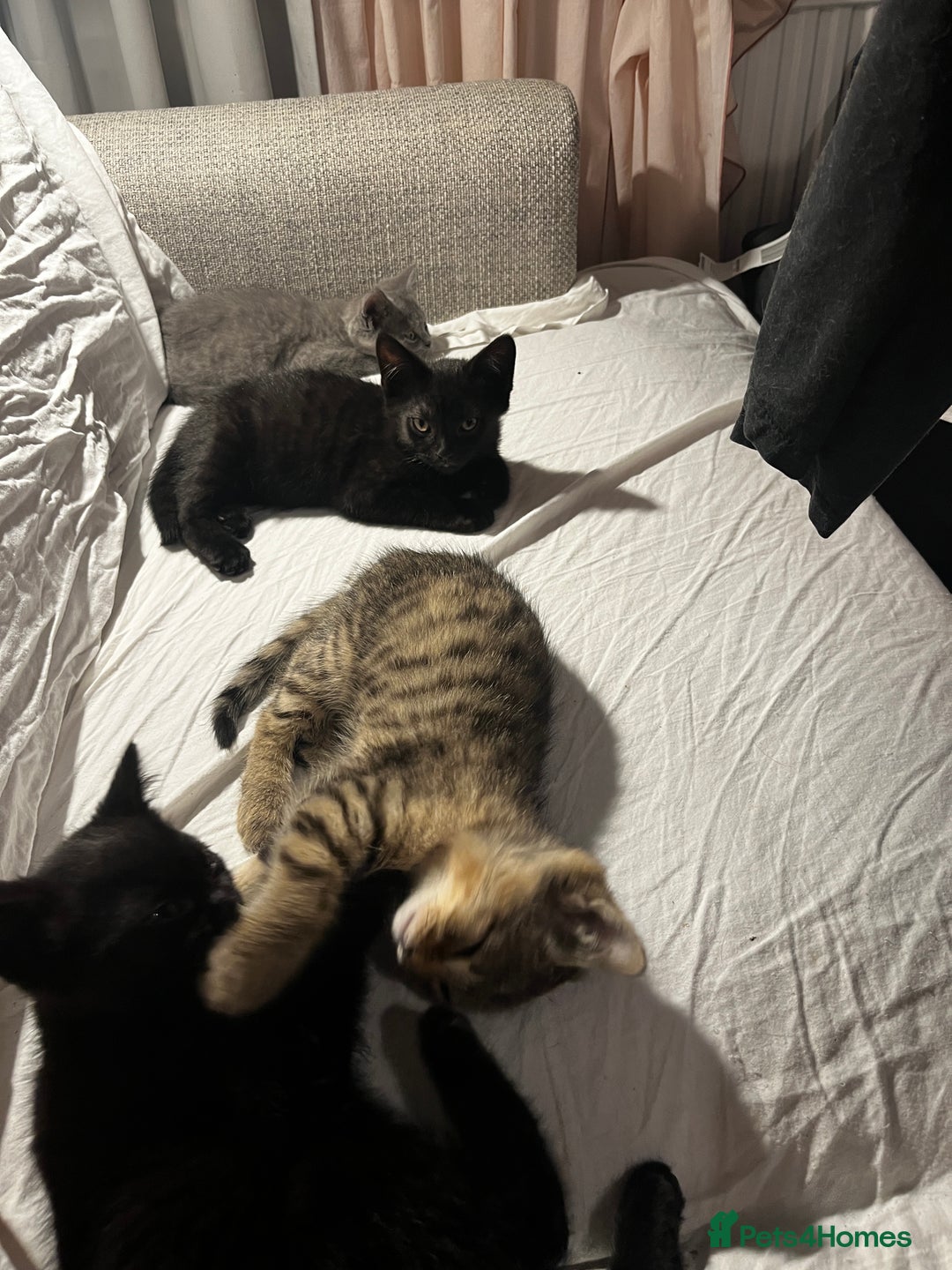 British Shorthair cats for sale: Four little kittens are looking for a loving home. - Advert 4