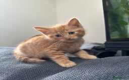 Domestic Shorthair cats for sale: Ginger Kittens (3) - Image 7