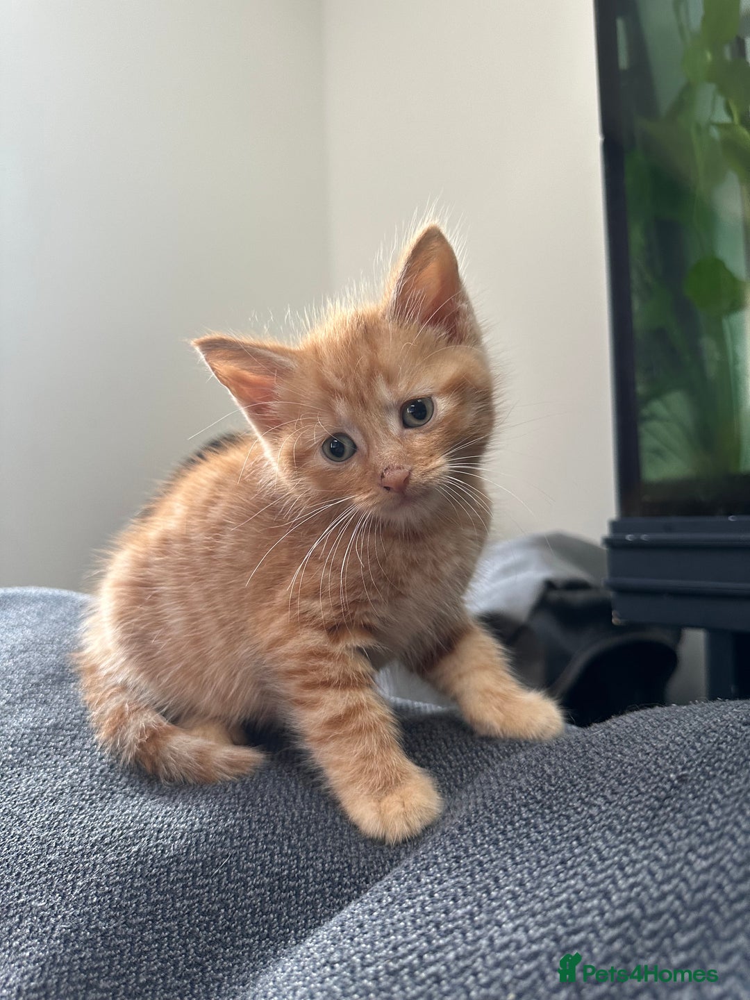 Domestic Shorthair cats for sale: Ginger Kittens (3) - Image 7